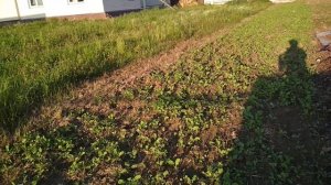 Как легко разработать заброшенный участок. 3 способа.