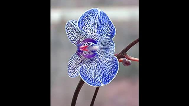 Голубые и синие орхидеи..mp4 смотреть онлайн