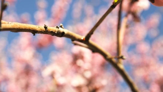 ИСЦЕЛЯЮЩАЯ МЕДИТАЦИЯ ПОД ХАНГ смотреть онлайн