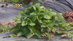 Клубника под плёнкой - 6 соток