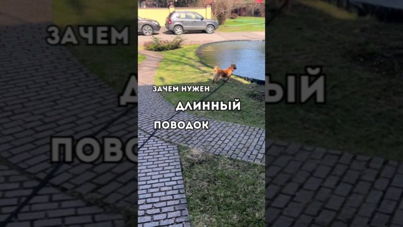 Зачем нужен длинный поводок?⚡️Читайте в описании под видео#животные