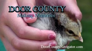 Door County Making Memories | Girl with Chick at THE Farm - Door County Activities