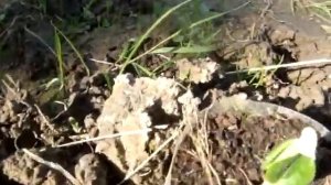 #огород#, #дача#. Посадка кабачков в очень сырую почву.