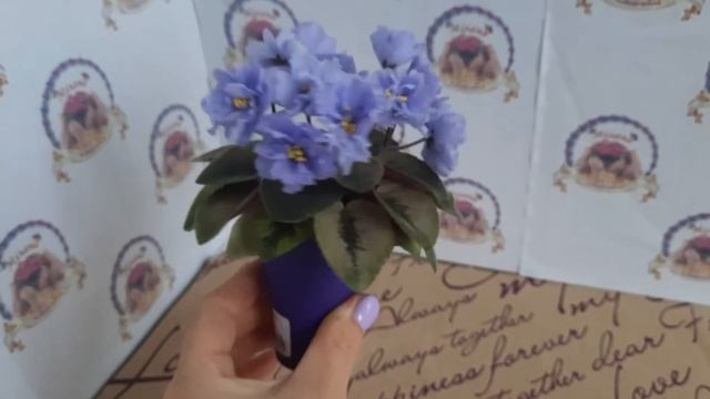 Цвітіння напівмініатюрної фіалки ЛЕ-Scales смотреть онлайн