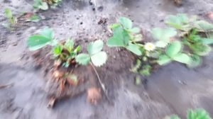 ОБЗОР ГРЯДОК /ЧТО РАСТЕТ У НАС НА ДАЧЕ?