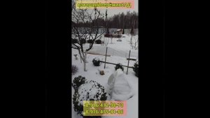Низкорослые сорта Гортензии Метельчатой, возможные к выращиванию в контейнерах- зимовка