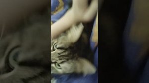 Нонэлька-флонелька об меня трётся. Моя подруга.