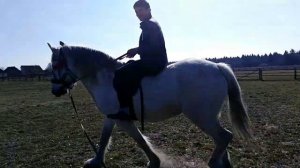 цыганские лошади