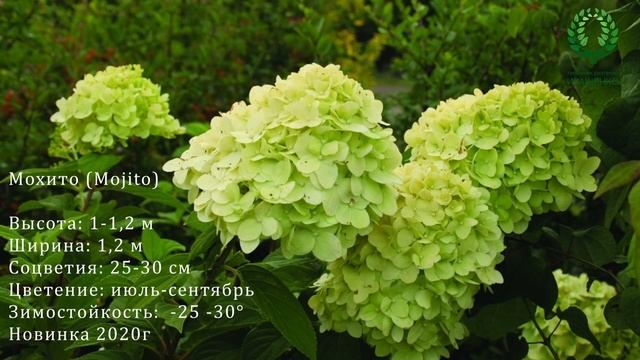 Популярные и новые сорта метельчатой гортензии.ТОП 10. Питомник ? и ? Е. Иващенко смотреть онлайн