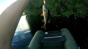 Ловля окуня, щуки на спиннинг (отпуск 2015 - день второй)