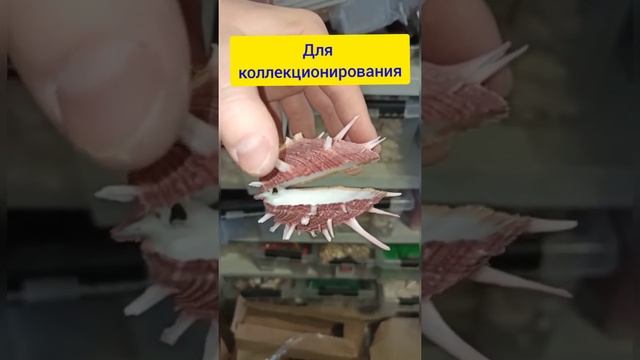 Морские ракушки, звёзды, кораллы и другие морские сувениры