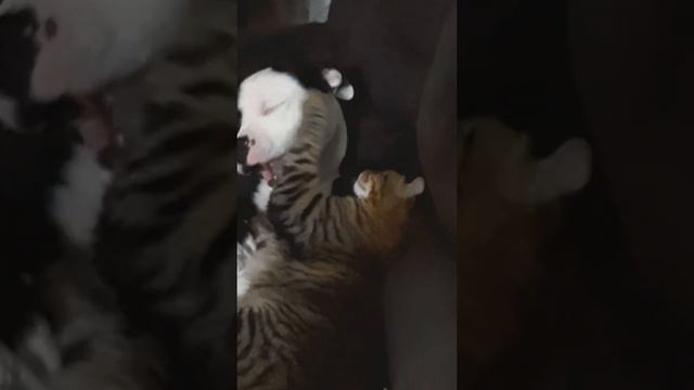 Питбуль против кота? смотреть онлайн