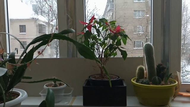 Возвращение растений на балкон. смотреть онлайн