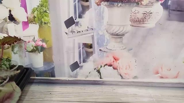 Огромный выбор бегоний декоративнолиственных. Полный список. Бронь на май.