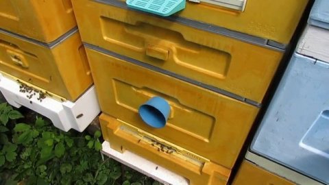 июль месяц и обязательная обработка пчел от клеща Варроа - 12 рамочный Дадан с магазинами