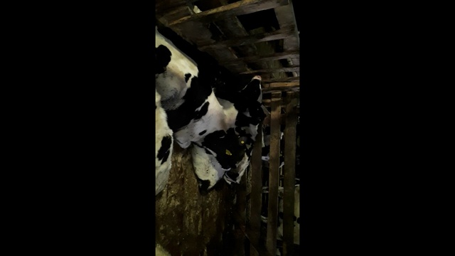 Телята от американской спермы. Продажа телят КРС +79063333941 смотреть онлайн