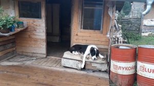 Влог: САО.АЛАБАИ/Ответы на вопросы О Тарзане/Где он?/Лай Дуняши/25.07.18 г.