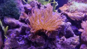 Кормление актинии