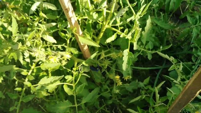 Жирование, мутация томатов? Три ствола, три кисти.Вельможа,Инжир,Японский трюфель, Интуиция и други смотреть онлайн