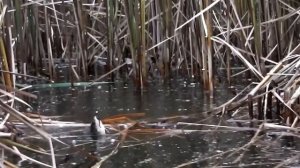 Ловля КАРАСЯ поздней осенью в камыше на МОРМЫШКУ