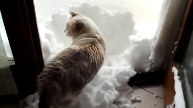 Кошки -лучшие домашние животные!Приколы про кошек. Собраны лучшие приколы с кошками. смотреть онлайн