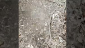 Монастырь. Купель. Тополевка.