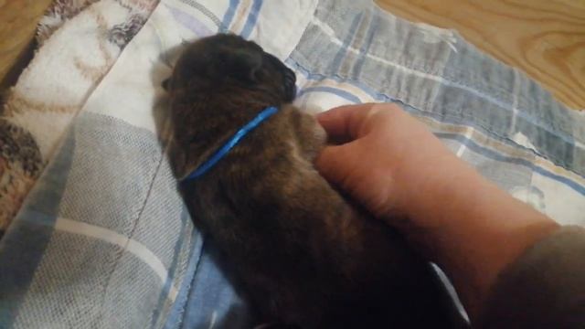 Щенкам 6 суток. Купировали хвостики.