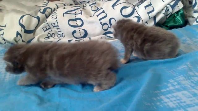 милые серые котята смотреть онлайн