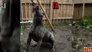 Cane Corso vs English Mastiff | English Mastiff vs Cane Corso | Powerful Guard Dog? | Billa Boyka |