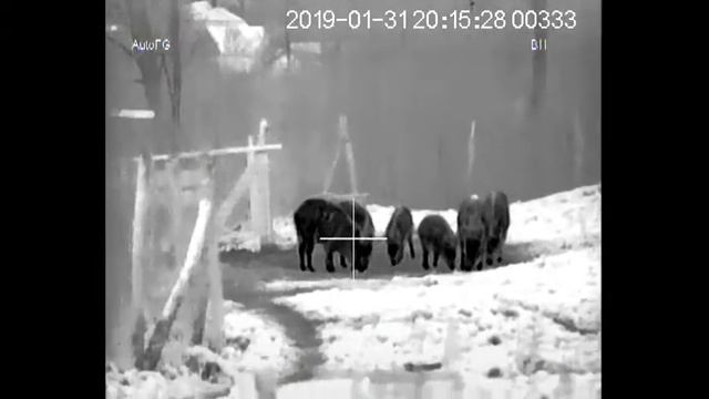 NOCTIS 3M diviaky смотреть онлайн