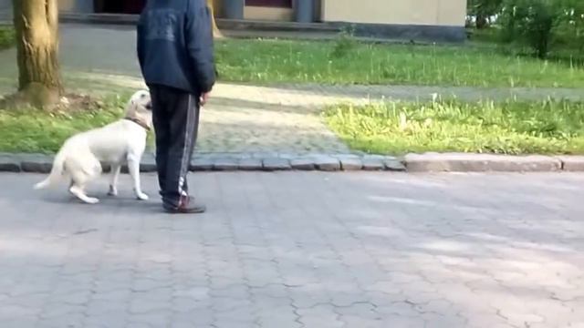 Лабрадор ретривер Перси часть 2. Львов дрессировка собак 0673430154 Labrador retriever