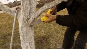 Слива с поникшими ветвями: обрезка. Урок 17 видеокурса "Обрезка плодовых деревьев" ©