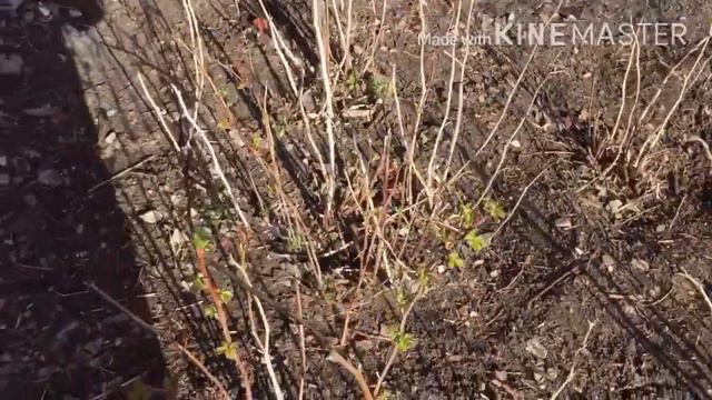 НАВОДИМ ПОРЯДОК НА УЧАСТКЕ КУРЫ СОЗДАТЕЛИ ХАОСА ВОКРУК СЕБЯ Продуктивный день 5 смотреть онлайн