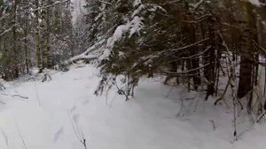 Промысловая охота  капканами  сезон 2017 -18