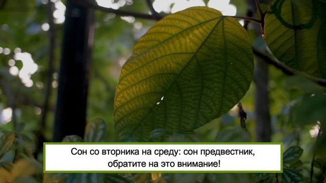 Когда сбываются сны по дням недели смотреть онлайн