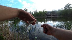 Северский Донец. Ночная рыбалка с Жориком, село Кривая Лука.