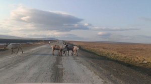 дорога на бованенково северные олени