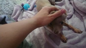 Как у той терьера Маргоши увели пушистую лежанку