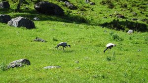 журавль или аист