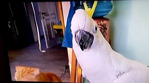 Попугай Кристина и котик