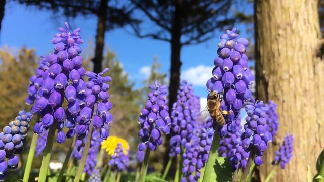 Grape Hyacinth смотреть онлайн