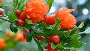 Легенды и Мифы о Гранате