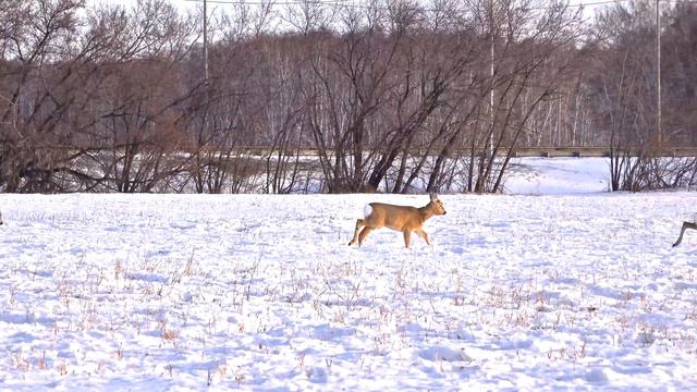 Нашествие косуль в Омской области | Нашел несколько сотен косуль в угодьях смотреть онлайн