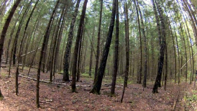 Mobula 7HD [полетал в лесу] PID: Nick Burns смотреть онлайн