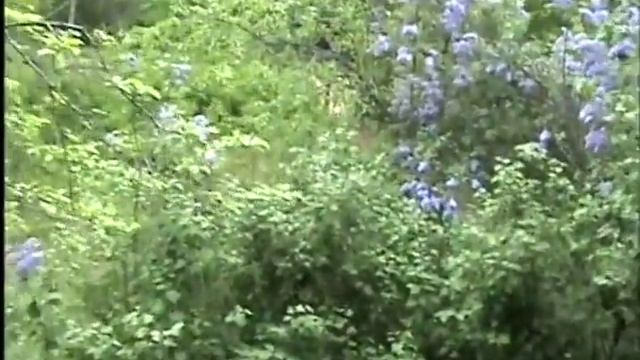 Брамс. Венгерские танцы. Часть 6. смотреть онлайн