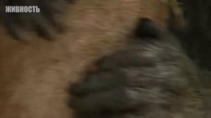 Посмотрите! Эту Обезьяну Боится Вся Африка!