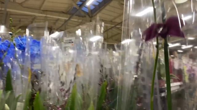 ШИКАРНЫЙ ЗАВОЗ ОРХИДЕЙ В "7 ЦВЕТОВ" / ЕСТЬ СОРТОВЫЕ / МНОГО ОГРОМНЫХ БАШМАЧКОВ / смотреть онлайн