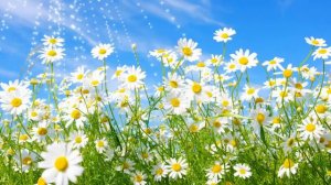 4 времени года - Футажи для видеомонтажа в Full HD(1080p) качестве бесплатно