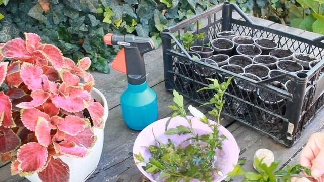 Самый продолжительно цветущий кустарник невероятной красоты ГИБИСКУС  сирийский. .Как размножить .