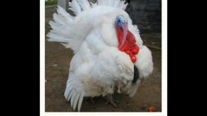 Домашние животные.wmv